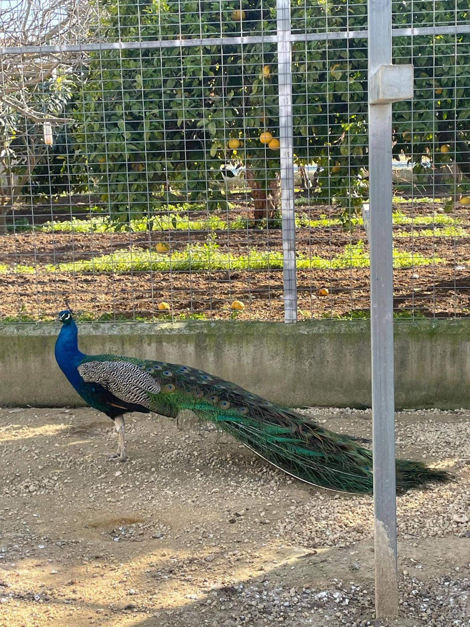 Finca La Tacita - Jazmin Conil De La Frontera Bagian luar foto